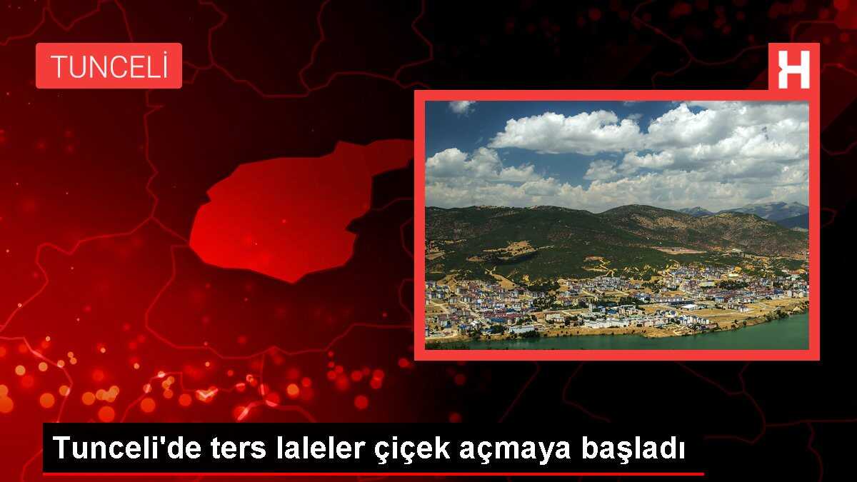 Tunceli'de ters laleler çiçek açmaya başladı