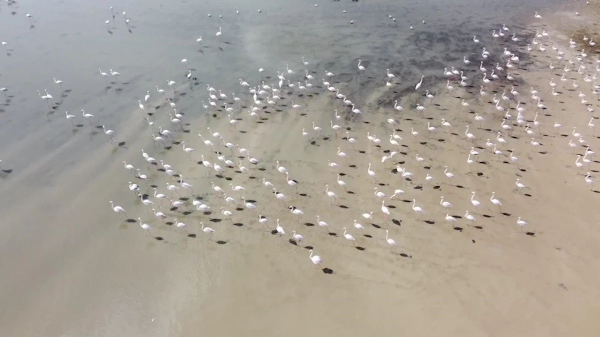 Yozgat\'ın Kuş Cenneti Gelingüllü Barajı, Flamingolar Başta Olmak Üzere Göçmen Kuşlarla Doldu
