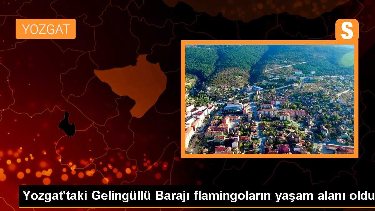 Yozgat\'taki Gelingüllü Barajı flamingoların yaşam alanı oldu
