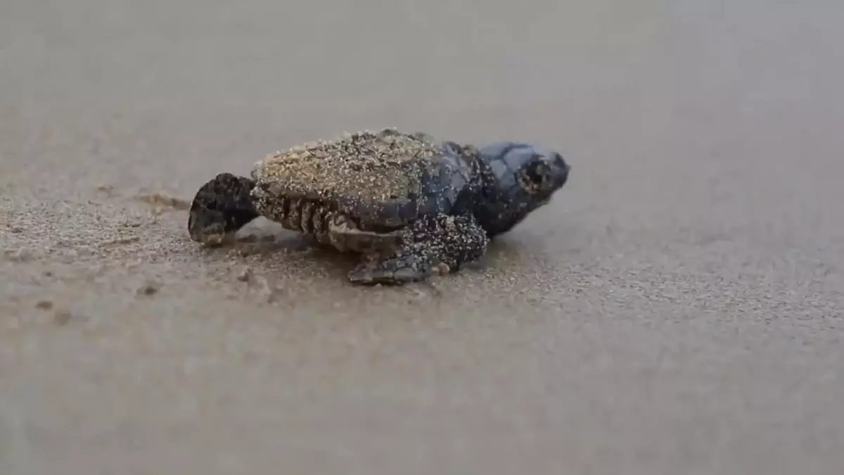 Caretta Caretta\'ların Yaşam Alanları, Isınan Sular Sayesinde Akdeniz\'e Doğru Genişliyor