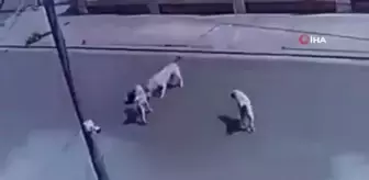 Irak'ta sokak köpekleri çocuğa saldırdı