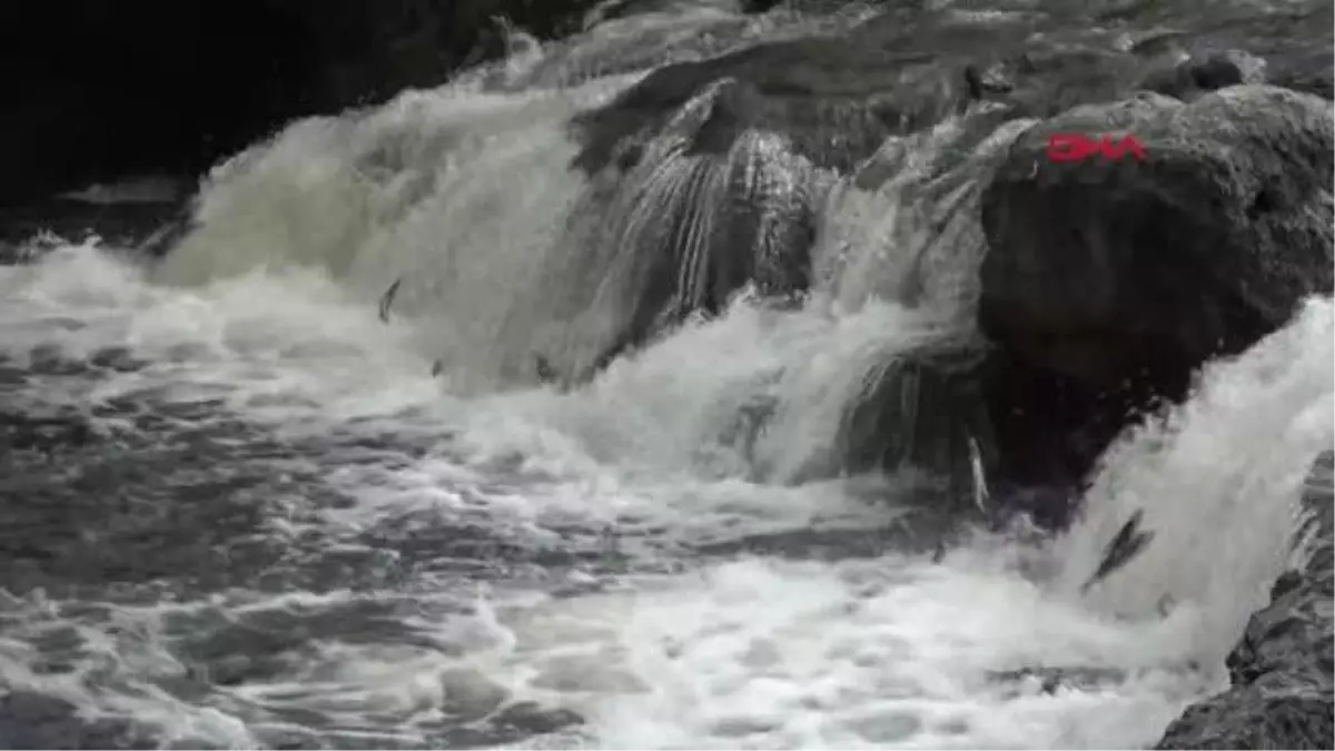 DELİÇAY\'DAKİ SU SEVİYESİ İNCİ KEFALİ GÖÇÜ İÇİN YETERLİ SEVİYEYE ULAŞTI