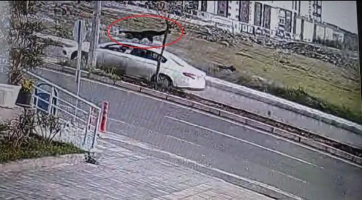 Diyarbakır\'da Otomobilin Çarptığı Kadın Hayatını Kaybetti