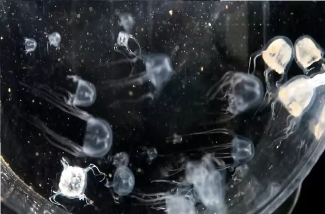 Hong Kong'da Yeni Bir Kutu Denizanası Türü Keşfedildi