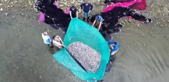 İznik Gölü'nde gümüş balığı bereketi