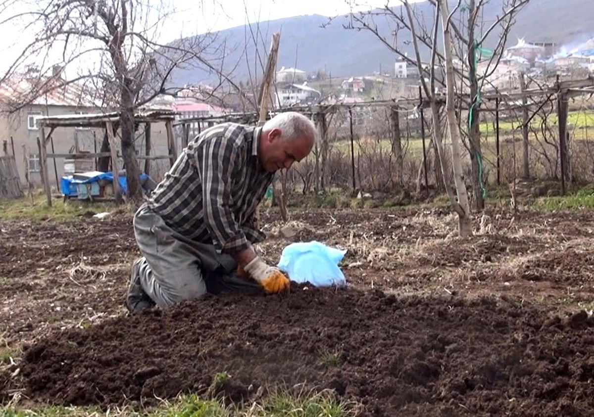 Muş\'ta Baharın Gelmesiyle Vatandaşlar Sebze Tohumlarını Toprakla Buluşturdu