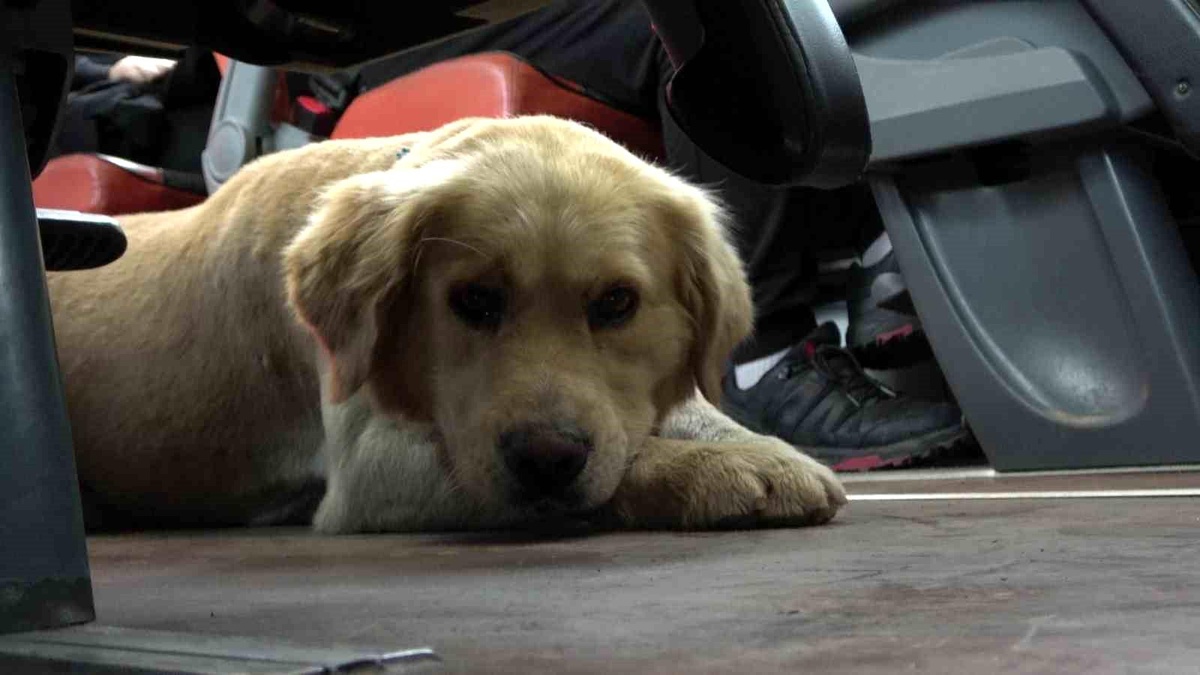 Sokak köpeği otobüs uygulamasına katıldı, yarım saat rötar yaptırdı