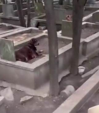 Şehit Mezarlığı adeta köpek sürülerine terk edildi