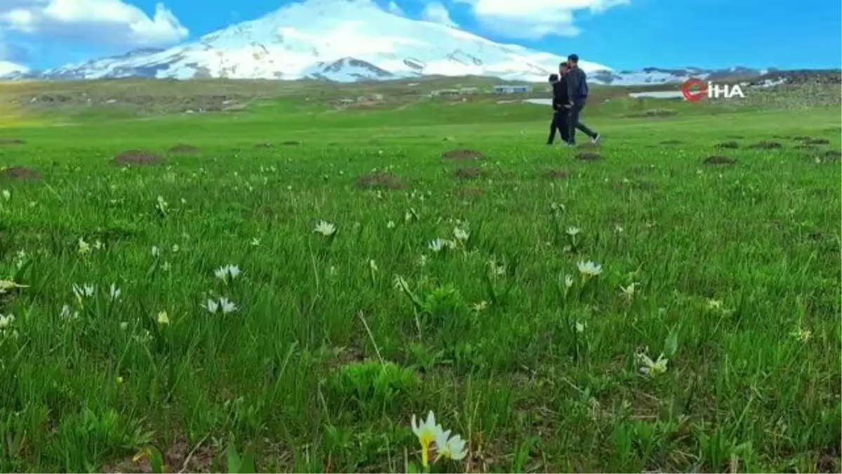 Süphan Dağı etekleri kardelenlerle süslendi