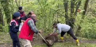 Yaralı ayı ormanlık alanda bulundu