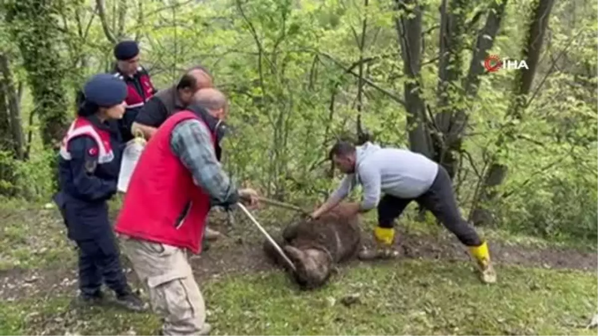 Yaralı ayı ormanlık alanda bulundu