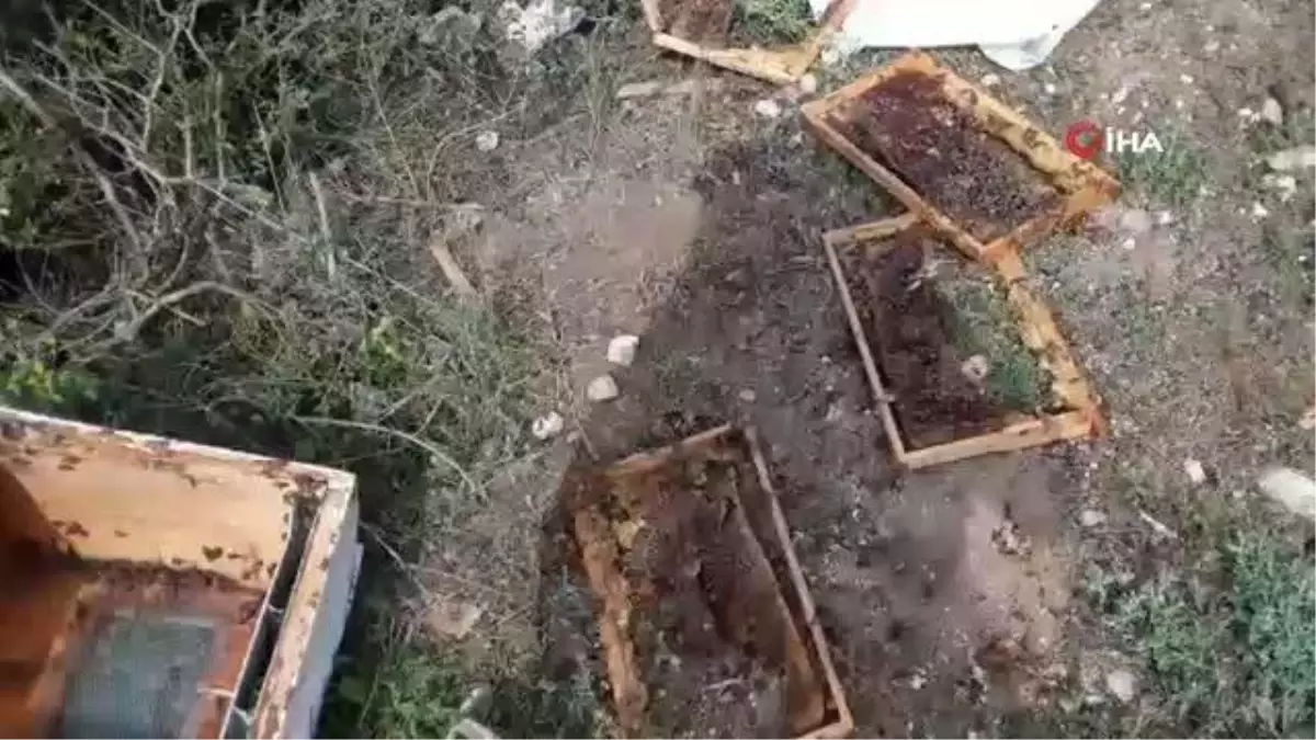 Ayı köye inerek arı kovanlarını parçaladı