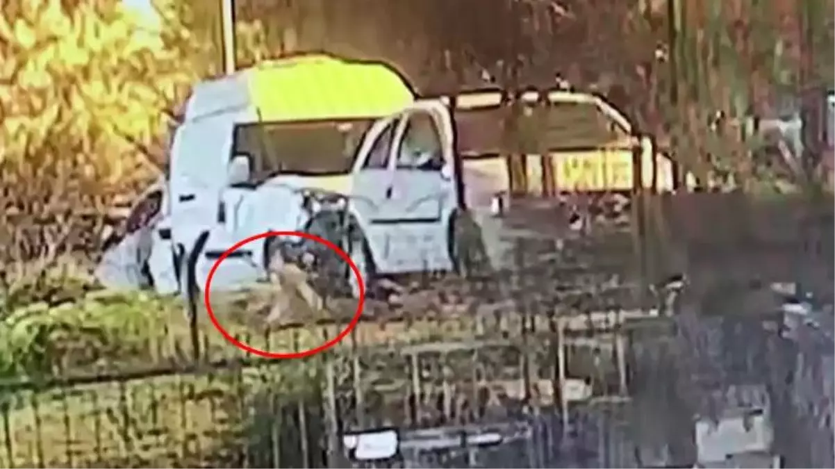 Vicdansızlığın bu kadarı! Zavallı köpeği tabancayla vurdu