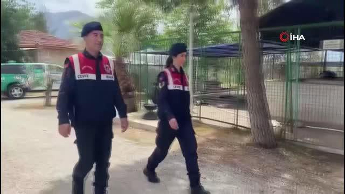 Depremde Sahibinden Ayrılan Köpek Cesi 73 Gün Sonra Sahibine Teslim Edildi