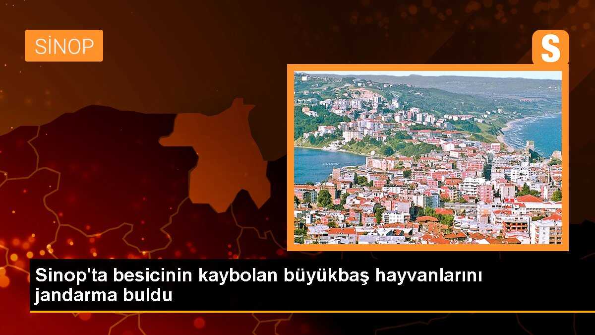 Sinop\'ta kaybolan büyükbaş hayvanlar bulundu