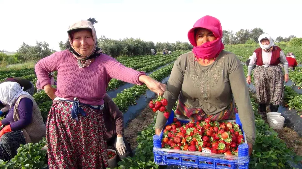 Türkiye\'nin çilek deposundan ihracat başladı