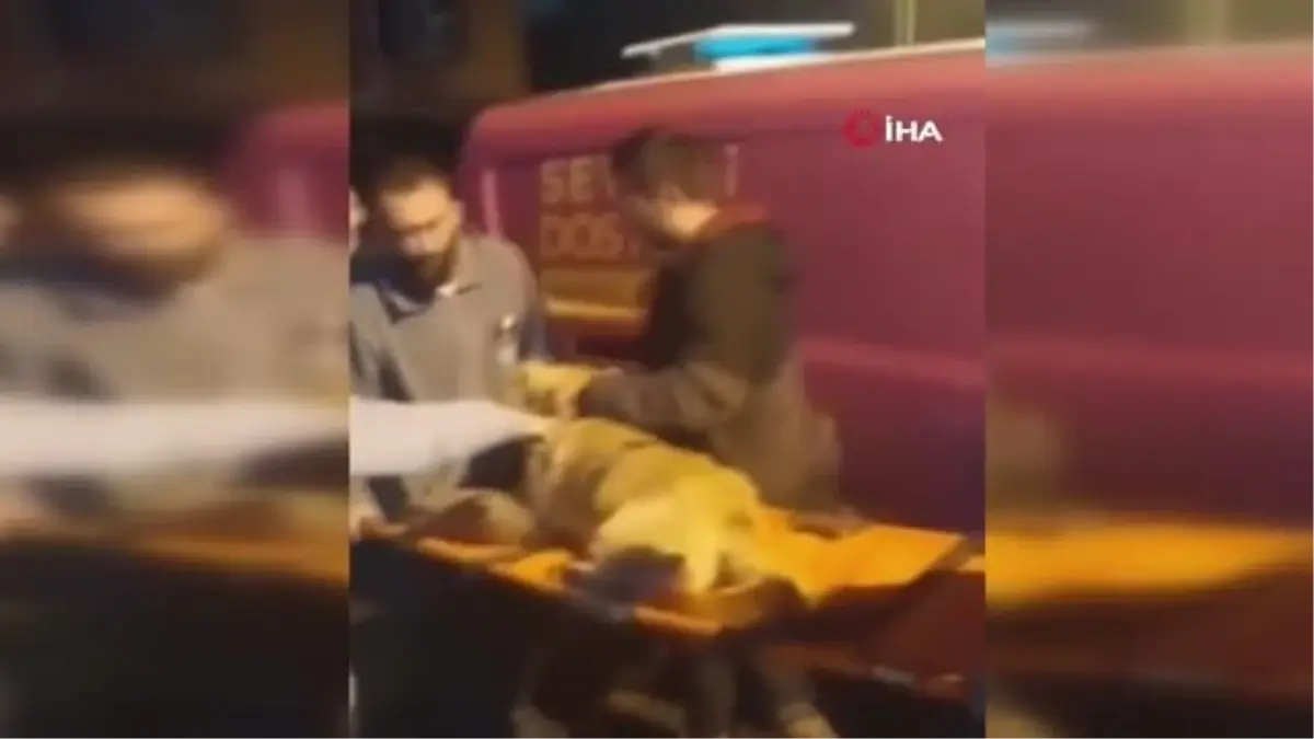 Üsküdarda köpeği silahla yaraladılar, çırpınma anları kamerada