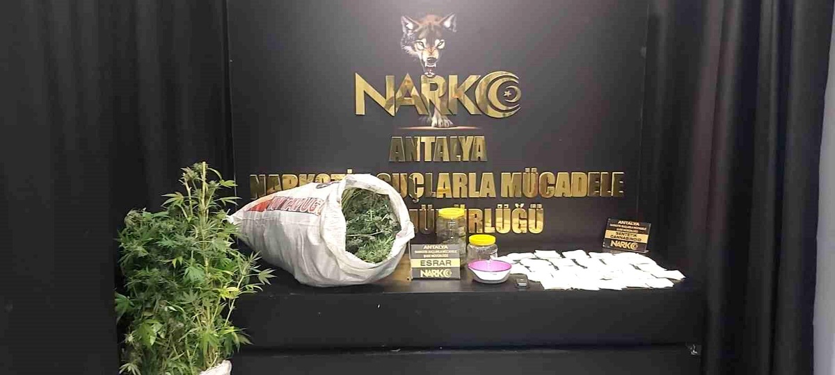 Antalya\'da Uyuşturucu Operasyonu: 67 Kök Esrar ve 7 Kilogram Esrar Ele Geçirildi