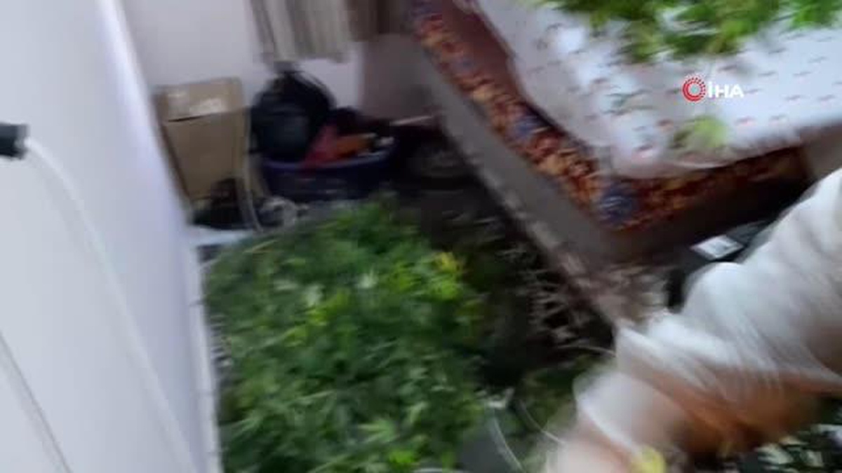 Antalya\'da Uyuşturucu Operasyonu: 67 Kök Kenevir ve 7 Kilo Esrar Ele Geçirildi