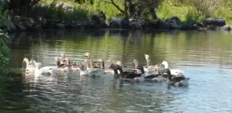 Çıldır Gölü göçmen kuşların akınına uğradı