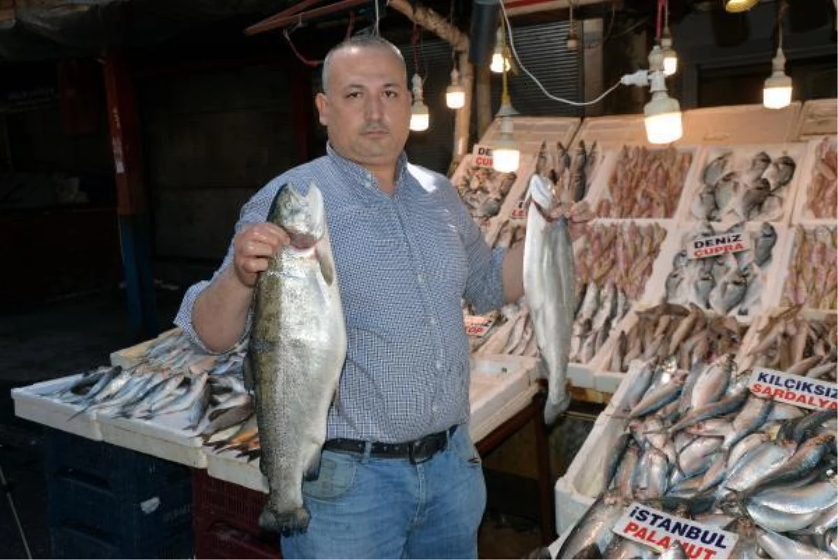 Mersin\'de av yasağına rağmen balık fiyatları artmadı