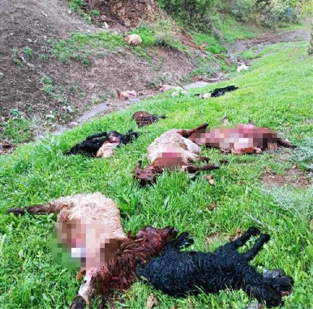 Şırnak\'ta Kurt Sürüsü 30 Koyunu Öldürdü