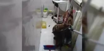 Bursada Eve Giren Tilki Aileyi Mahsur Bıraktı