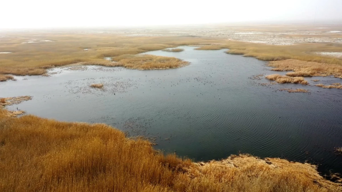 Çin\'de Kurumuş Göl, Su Yönlendirme Projesiyle Yeniden Hayat Buldu