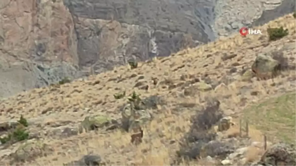 Erzurum\'da Nadir Görülen Dağ Keçileri İlçe Merkezine İnmeye Başladı