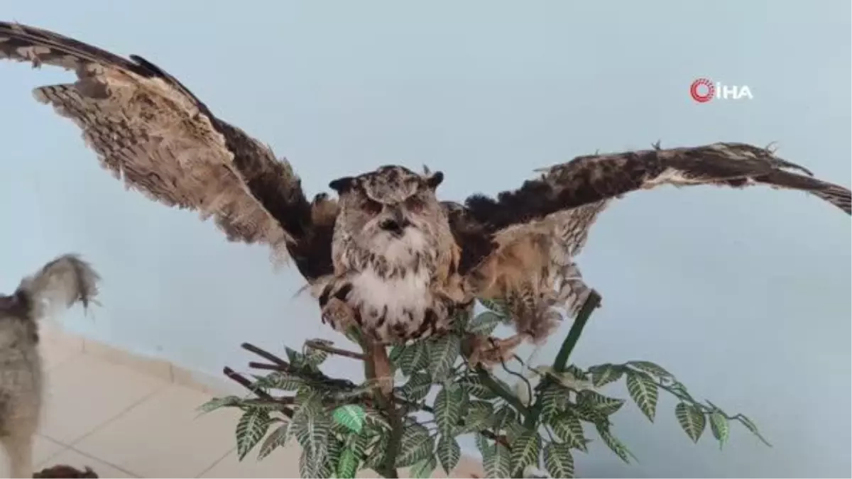 Yaban hayvanları tahnitleri ile yaşatılıyor