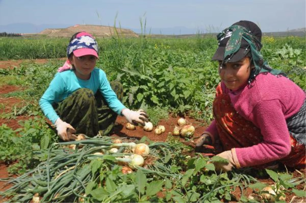 Şanlıurfa\'dan gelen tarım işçisi çocukları Reyhanlı\'da bayram tatilinde tarlada çalışıyor