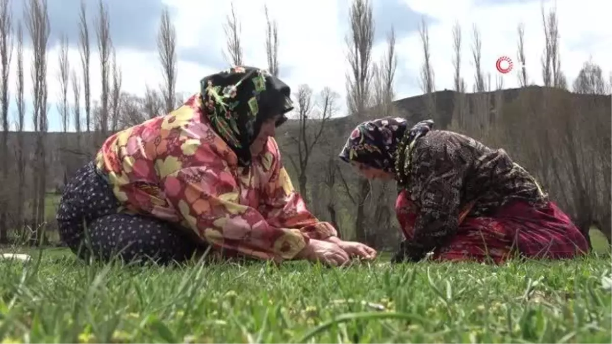 Sivasta doğal Madımak elle toplanıyor