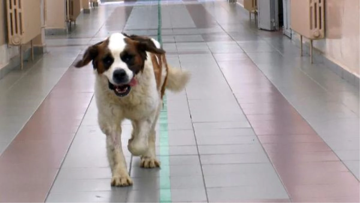 Yaralı Köpek Beto, 2 Aylık Tedavinin Ardından Sağlığına Kavuştu