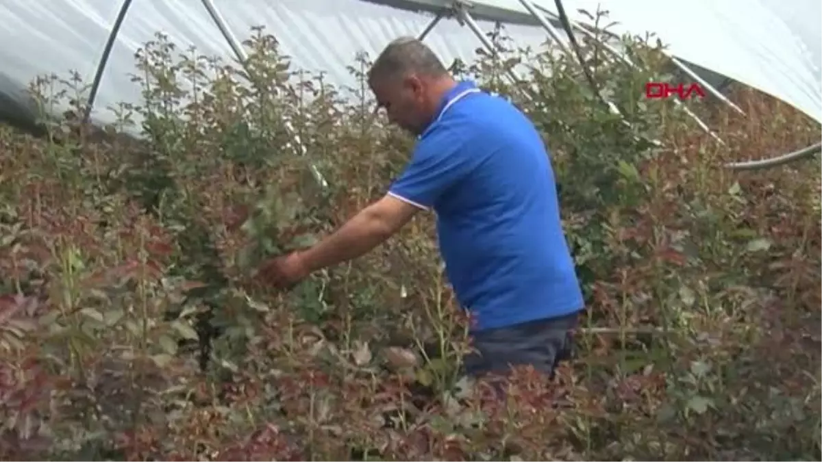 Adana\'da Sağanak ve Dolu Tarım Arazilerini Vurdu