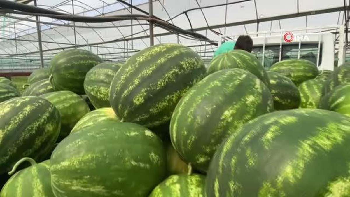 13 yaşındaki çocuk, aile bütçesine katkı sağlamak için bayram yerine serada çalışıyor