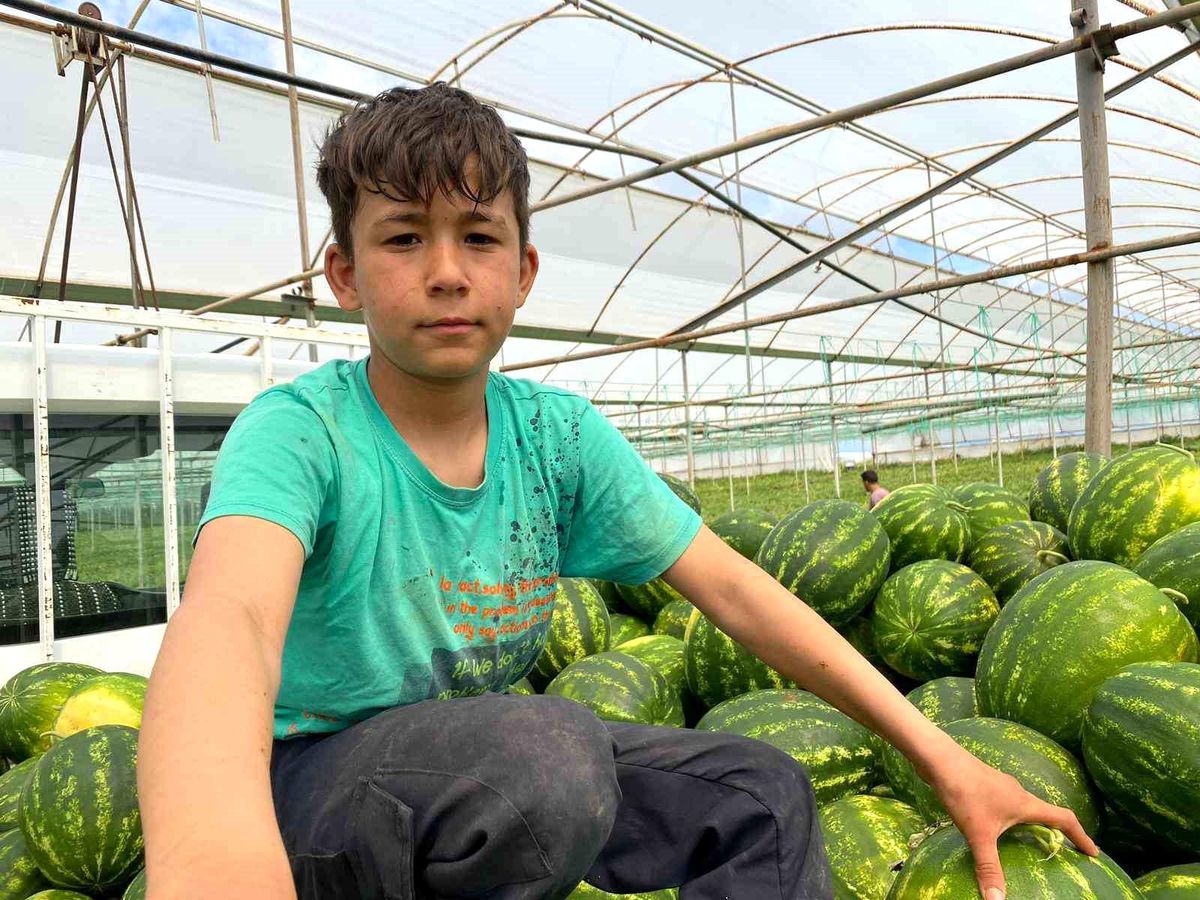 13 yaşındaki çocuk, 23 Nisan yerine serada karpuz hasadında çalışıyor