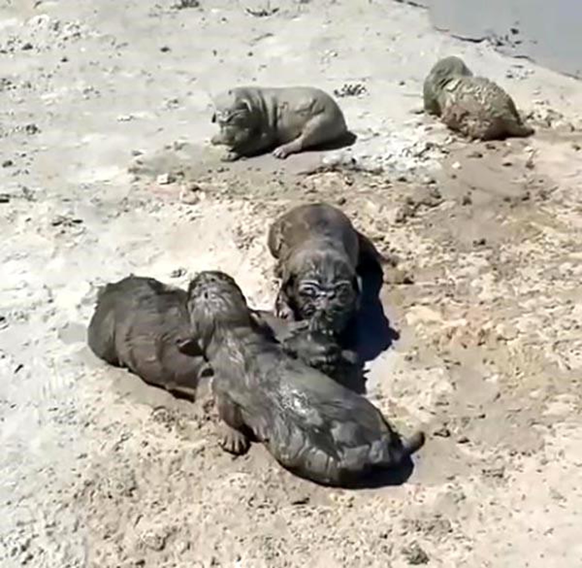 Antalya\'da kamyonun beton atığıyla kaplanan yavru köpekler öldü