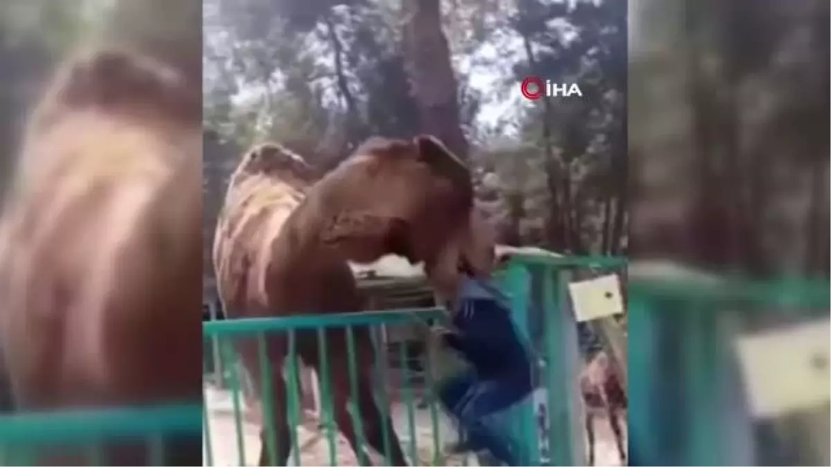 Denizli'de dehşete düşüren görüntü: Deveye yaklaşan çocuk canından oluyordu