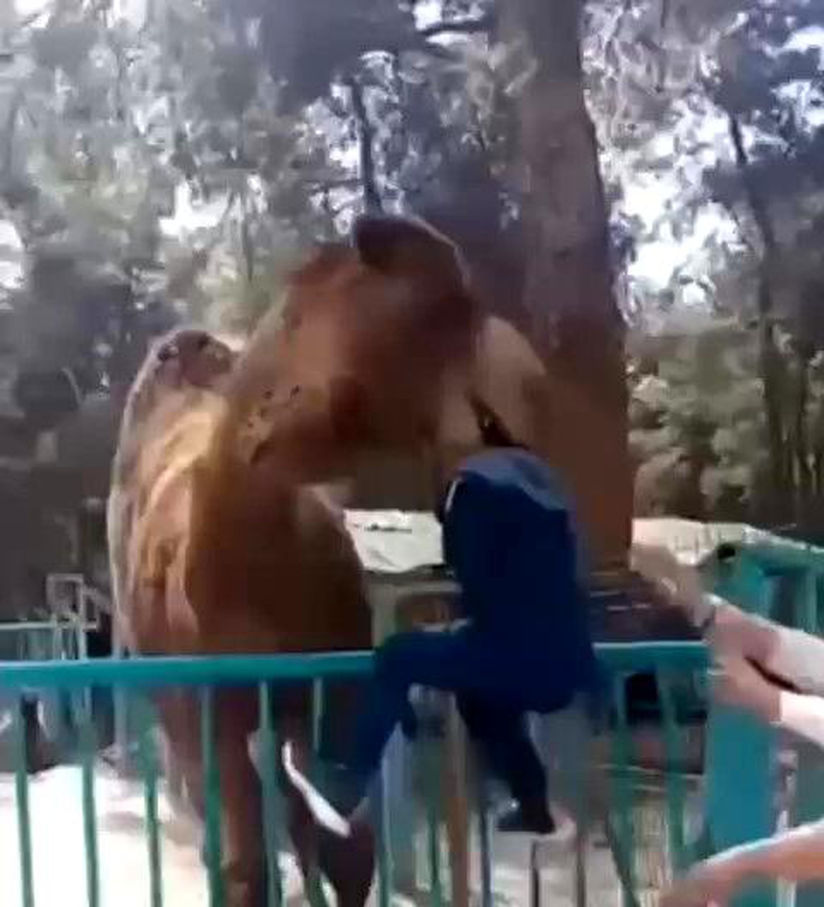 Denizli hayvanat bahçesinde deveye fazla yaklaşan çocuk az daha canından oluyordu