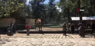 Denizli Hayvanat Bahçesi Önlemlerini Arttırdı