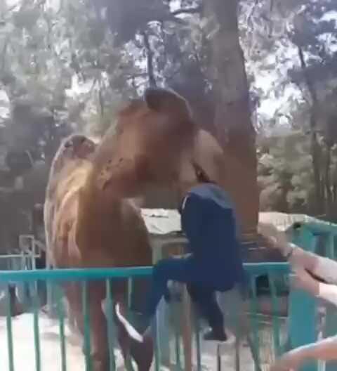 Hayvanat bahçesinde deveye fazla yaklaşan çocuk ölümden döndü