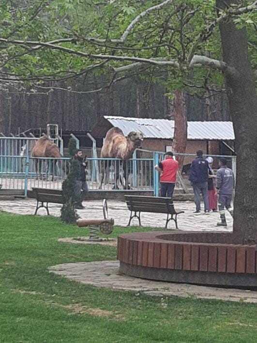 Hayvanat bahçesinde deveye fazla yaklaşan çocuk ölümden döndü