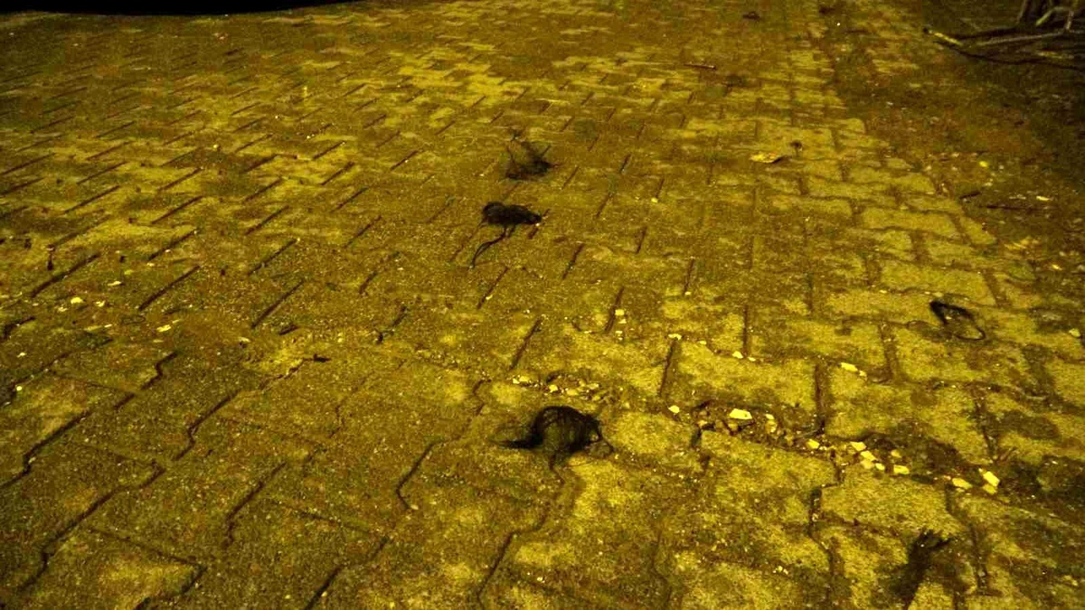 Malatya\'da kavga: Polis memuru bıçaklandı, saçlar yola savruldu