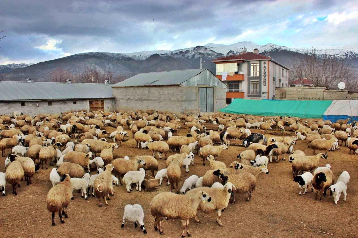 Erzincan\'da Kuzuların Anneleriyle Buluşma Anları İlginç Görüntüler Oluşturuyor