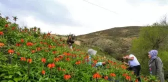 Nesli koruma altındaki ters laleler Gevaş'ta çiçek açtı