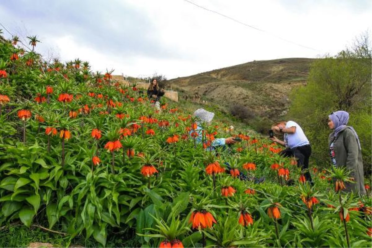 Nesli koruma altındaki ters laleler Gevaş'ta çiçek açtı