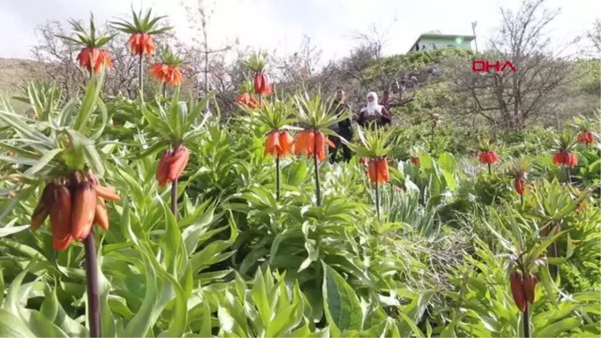 Gevaş\'ta Ters Laleler Çiçek Açtı