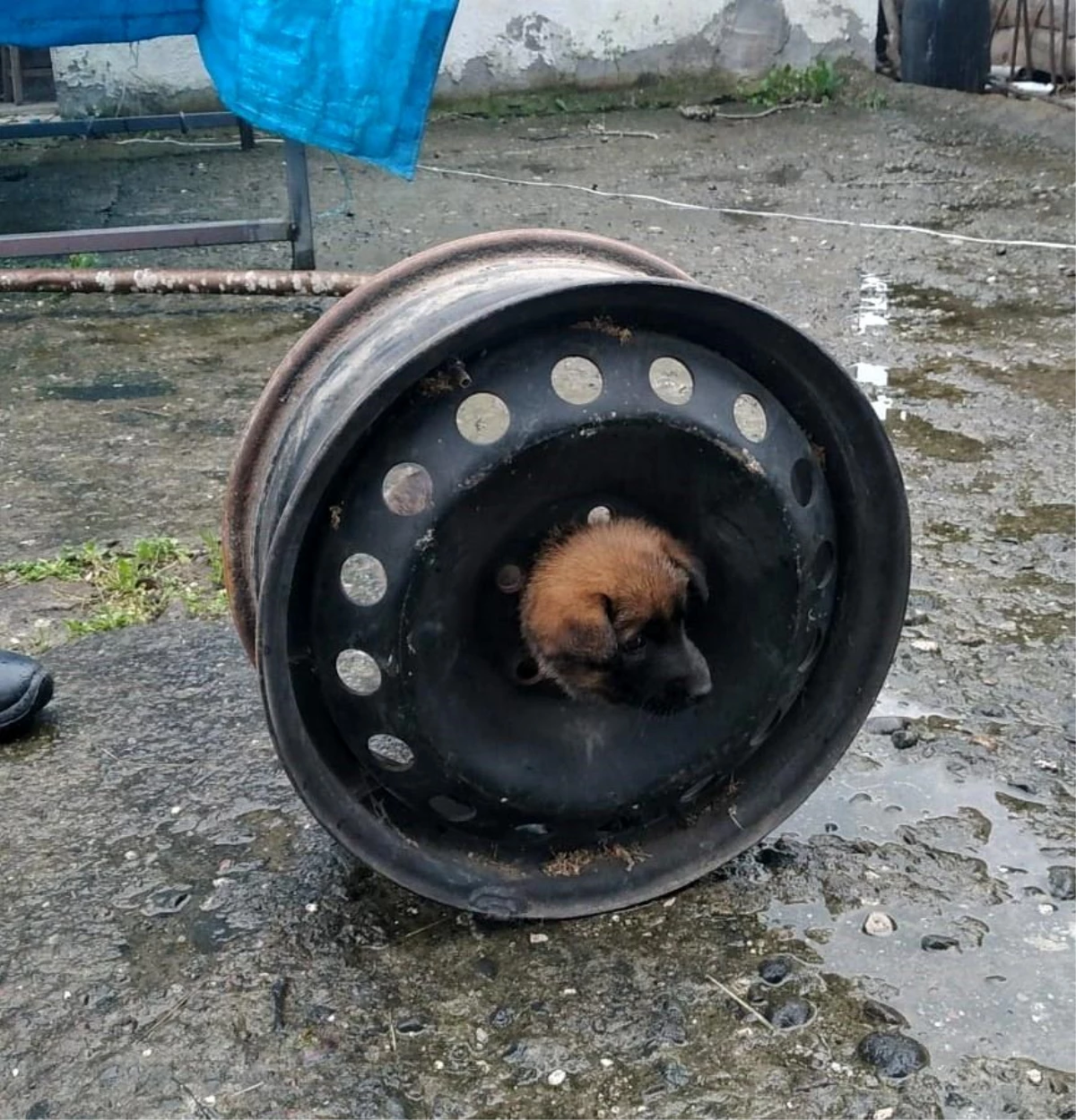 Ordu Büyükşehir Belediyesi, Otomobil Jantına Sıkışan Yavru Köpeği Kurtardı