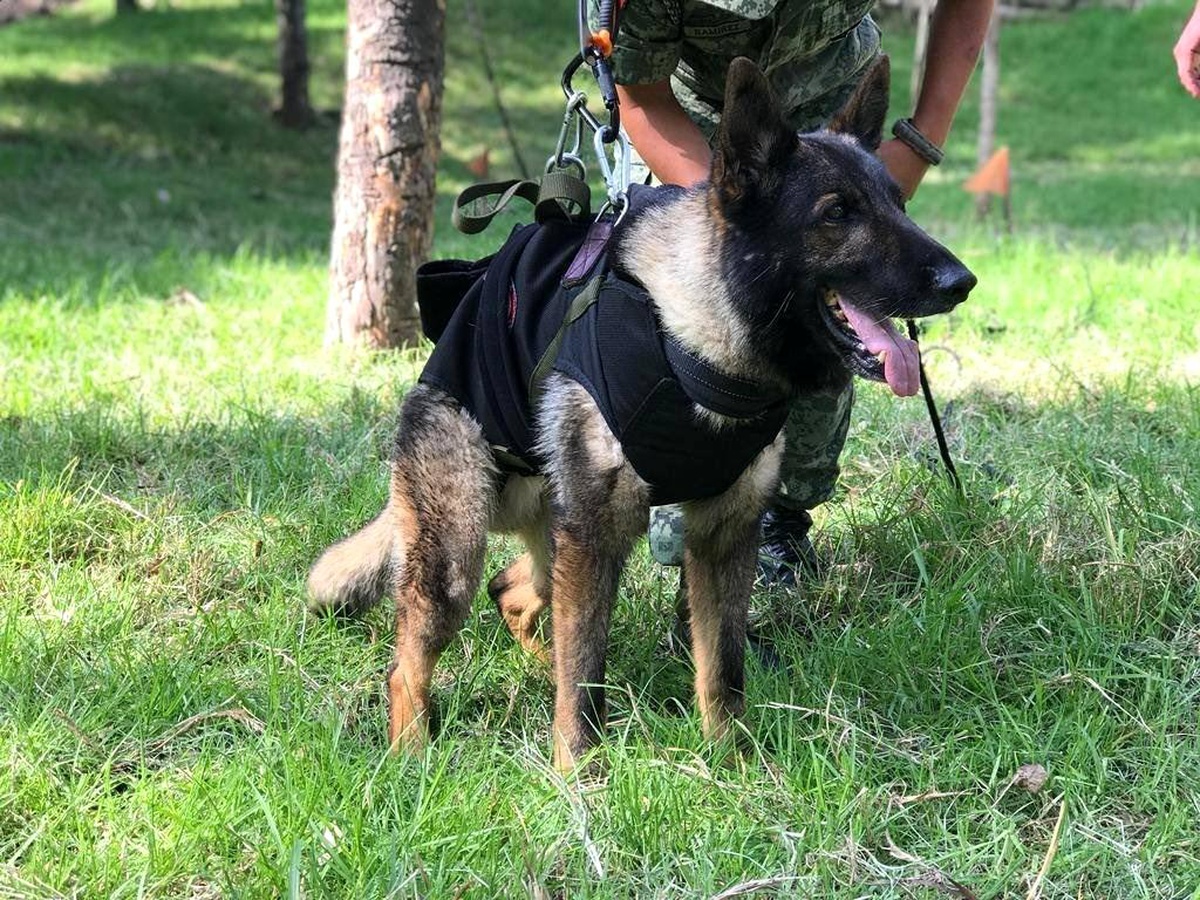 Türkiye, Meksika\'ya Proteo adlı kurtarma köpeğinin onuruna yavru köpek hediye etti