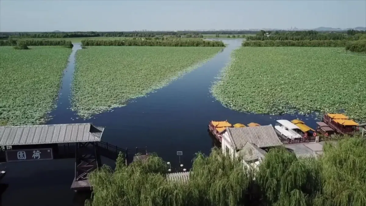 Çin\'in Shandong eyaletinde göllere balık yavruları salındı